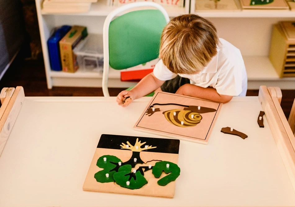 Montessori Biology Materials-Custom Montessori Materials for Preschool by TOP Montessoris