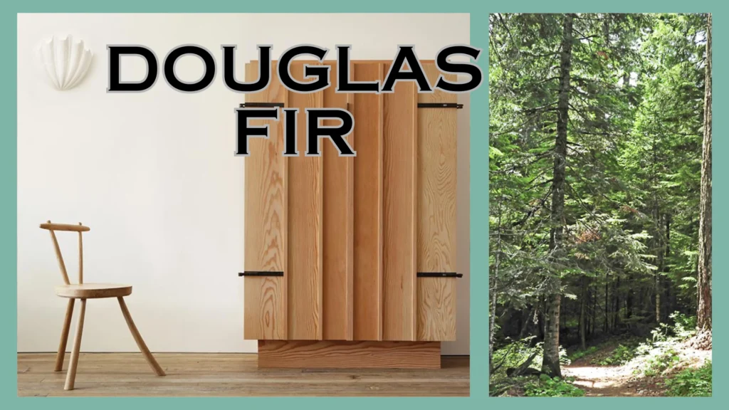 Know These 18 Types of Wood for Furniture Before Selecting Daycare Products 13 Douglas Fir